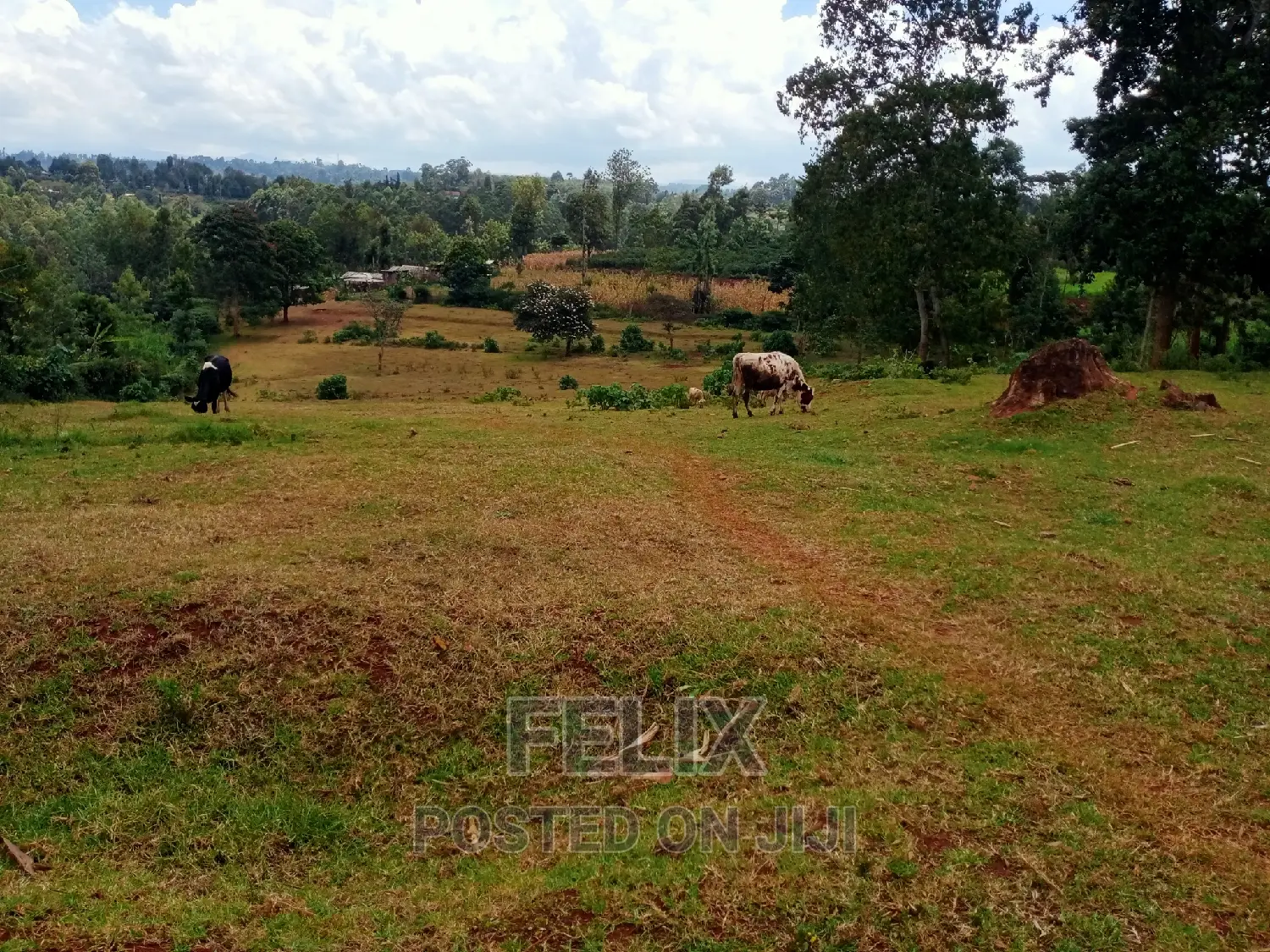 5 Acres Nyeri/Gitero