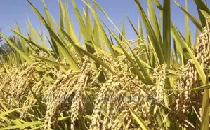Paddy Rice Seeds for Planting Moq 10kgs