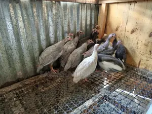 Lavender Guinea Fowl for Sale - Per Bird