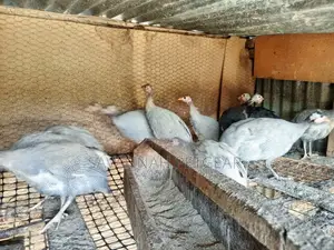 Lavender Guinea Fowl for Sale - Per Bird