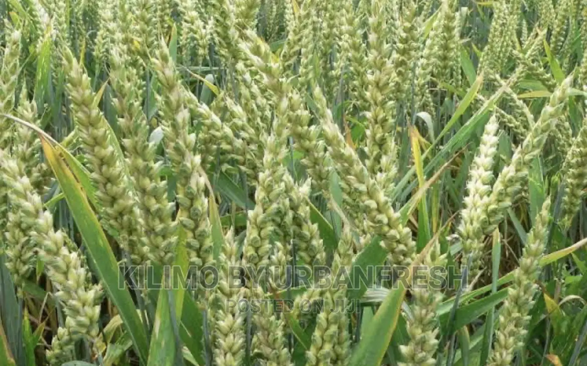 Wheat Seeds for Planting Moq 10kg
