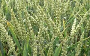 Wheat Seeds for Planting Moq 10kg