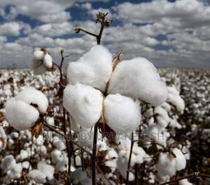 Cotton Seeds for Planting Moq 5kgs - thumbnail 2