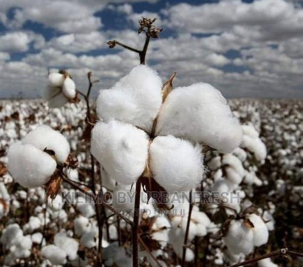 Cotton Seeds for Planting Moq 5kgs - main view