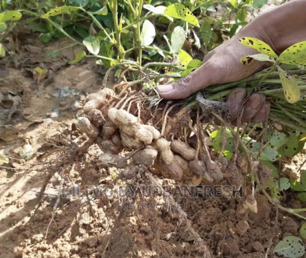 Groundnut / Njugu Planting Seeds 10kgs