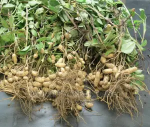 Groundnut / Njugu Planting Seeds 10kgs
