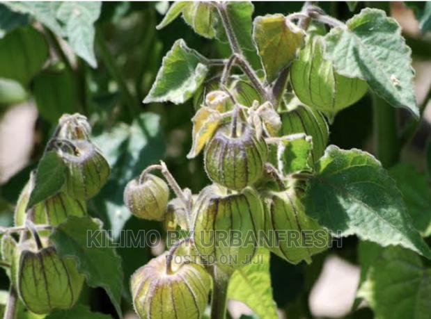 Gooseberry Seedlings 10 Seedlings - main view