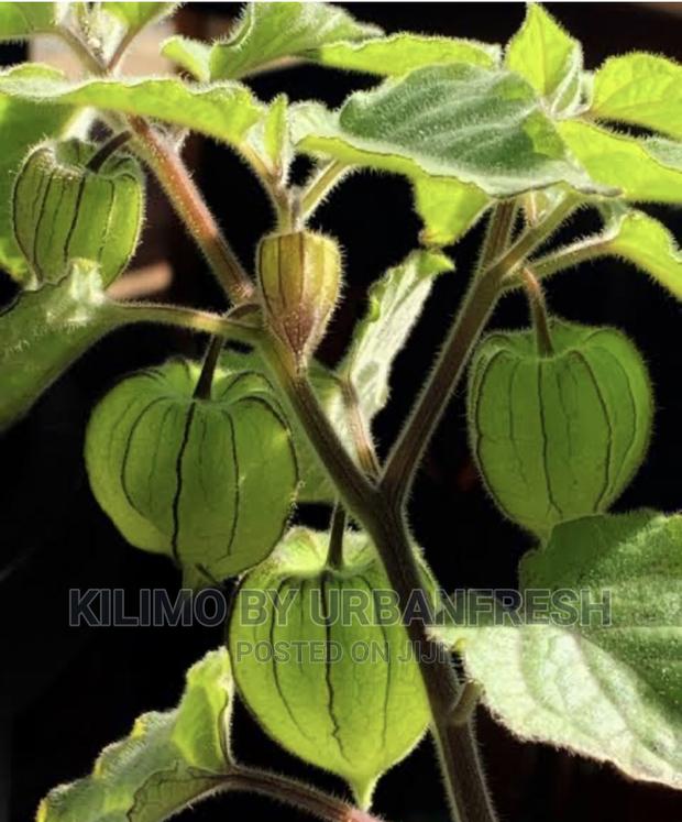 Gooseberry Seedlings 10 Seedlings - thumbnail 3