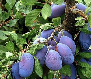 Zambarau ( Damson) Tree Seedlings Moq 5. - thumbnail 2