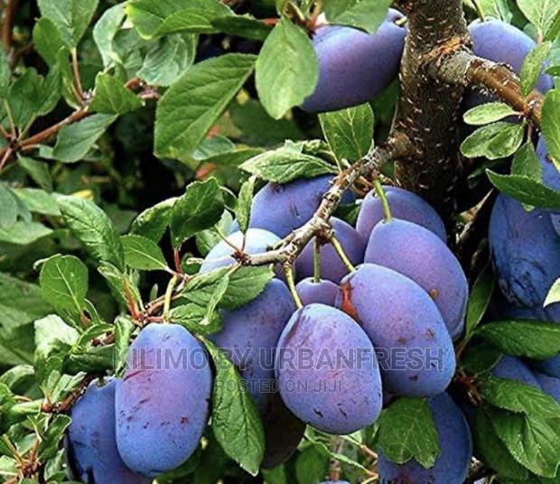 Zambarau ( Damson) Tree Seedlings Moq 5. - main view