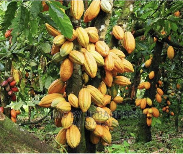 Cocoa Plant Seedlings Moq 5 - main view