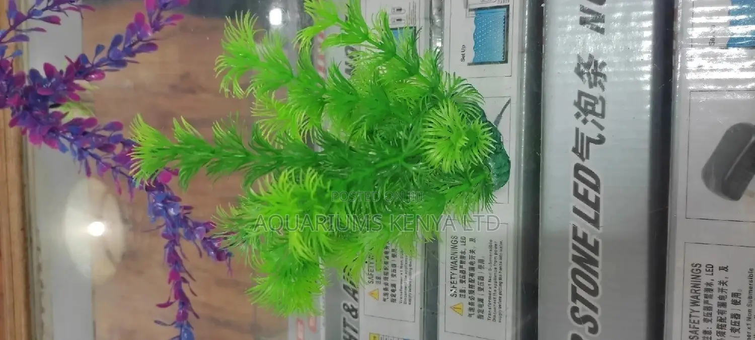 Interior Aquarium Plants