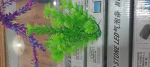 Interior Aquarium Plants - thumbnail 2