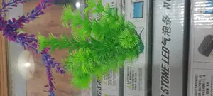 Interior Aquarium Plants