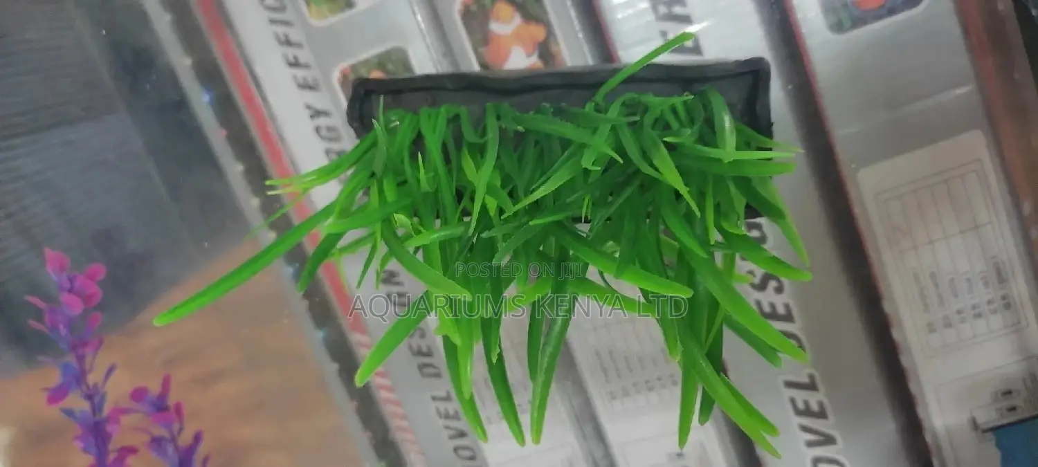 Bottom Aquarium Grass Plants