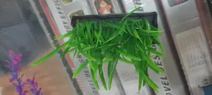 Bottom Aquarium Grass Plants