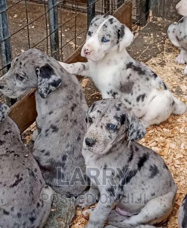 1-3 months Male Purebred Great Dane