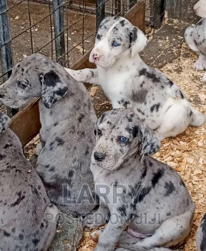 1-3 months Male Purebred Great Dane