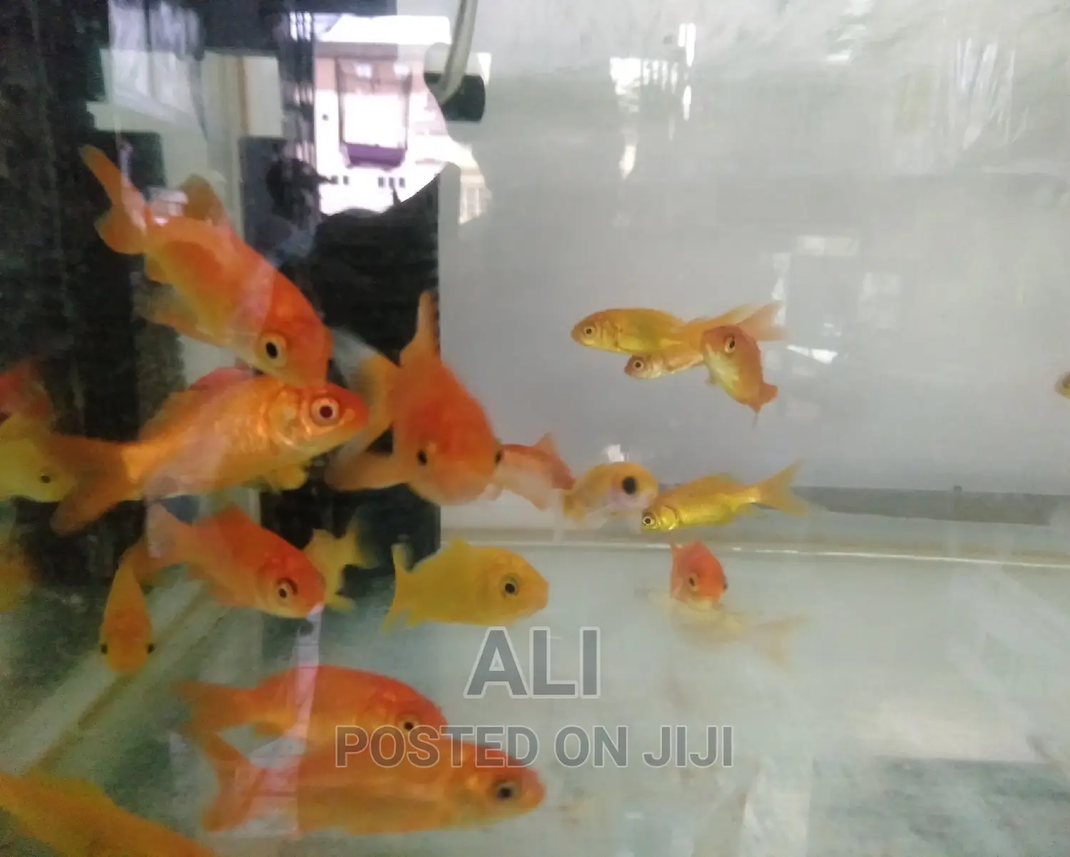Aquariums Fish and Birds