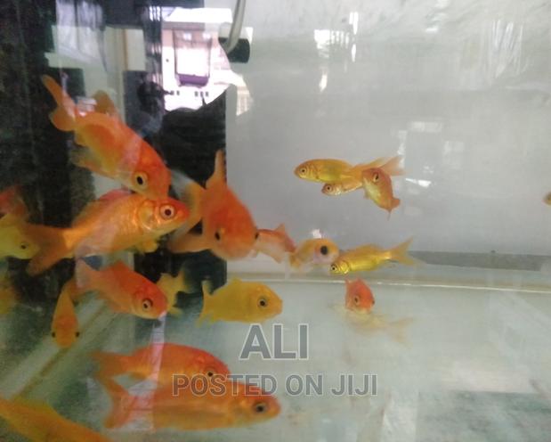 Aquariums Fish and Birds - thumbnail 7