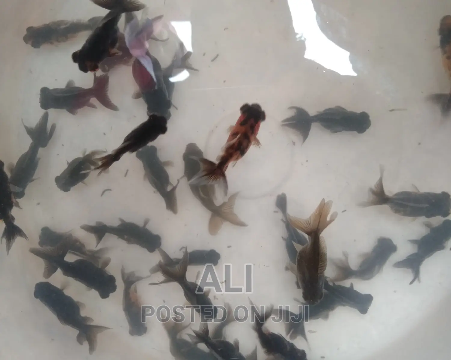 Aquariums Fish and Birds