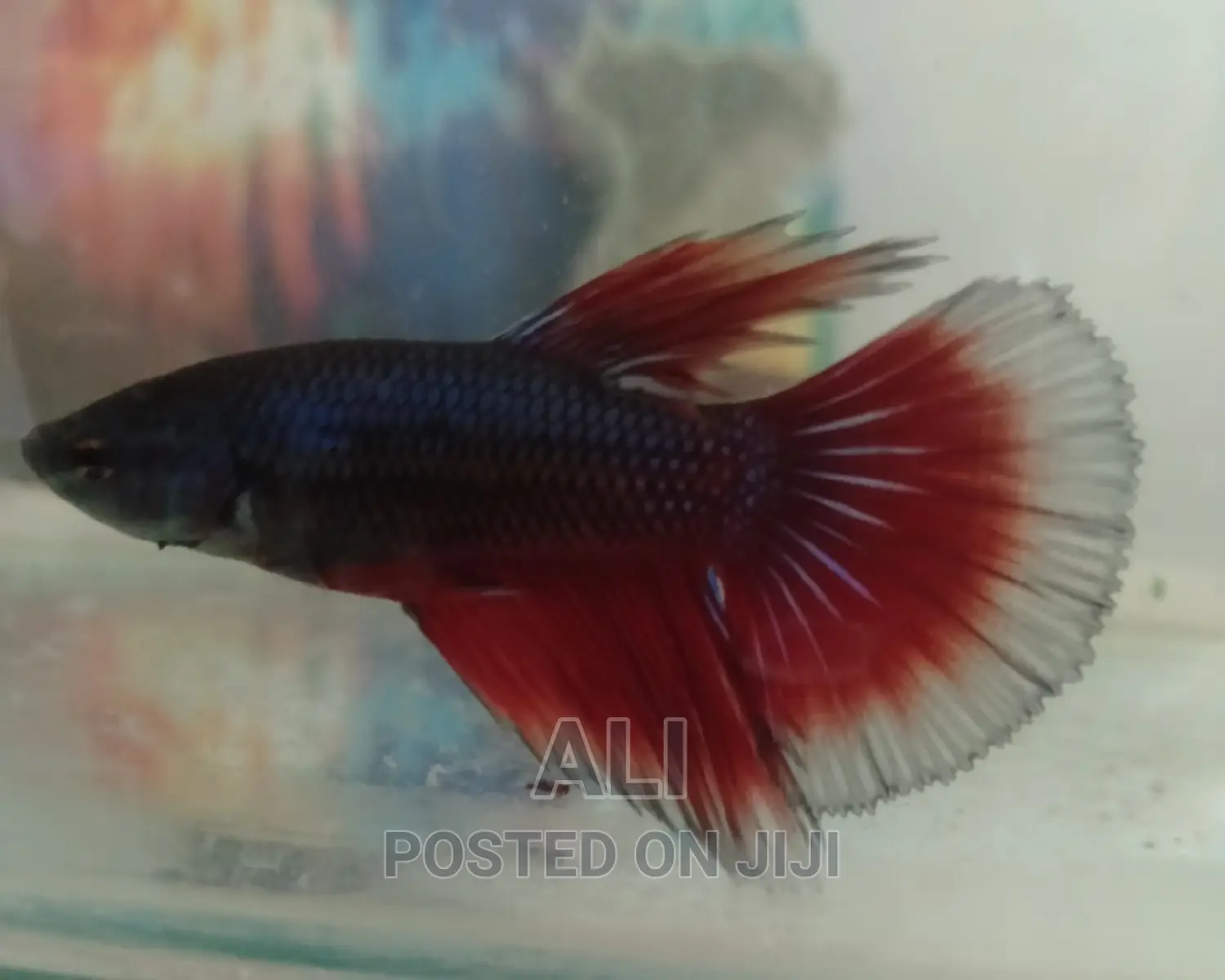 Aquariums Fish and Birds