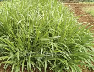 Bracharia Seeds for Planting by Karlo 1/2kgs