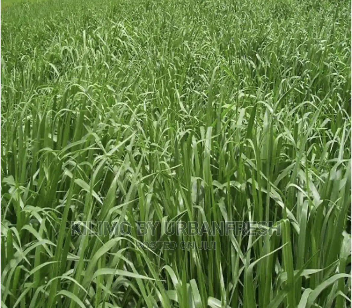 Bracharia Seeds for Planting by Karlo 1/2kgs