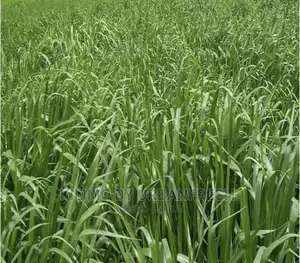 Bracharia Seeds for Planting by Karlo 1/2kgs