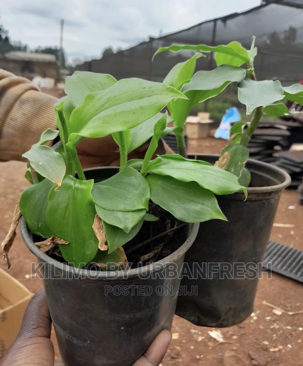 Insulin Plant Seedling Moq 5