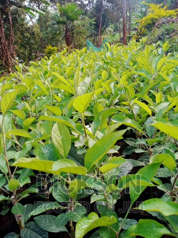 Grafted Apple Seedlings - main view