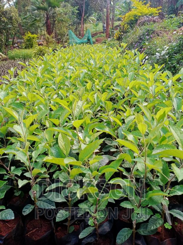 Grafted Apple Seedlings - thumbnail 3