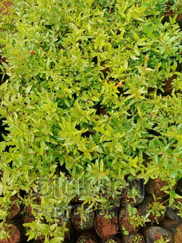 Pomegranate - main view