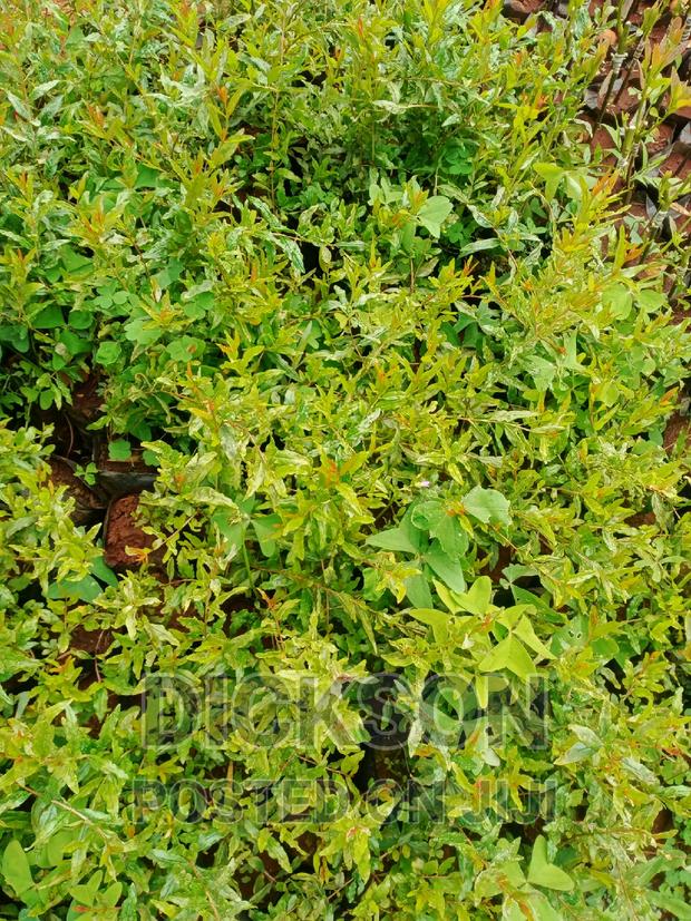 Pomegranate - thumbnail 3