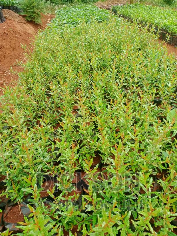 Pomegranate - thumbnail 4