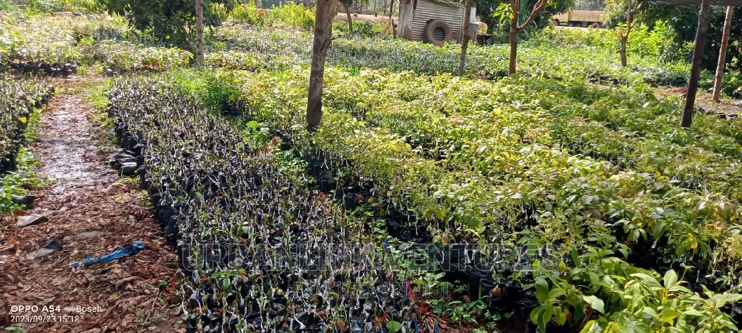 Avocado Seedlings Grafted