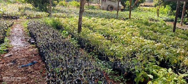 Avocado Seedlings Grafted
