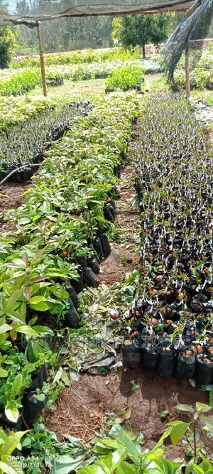 Avocado Seedlings Grafted