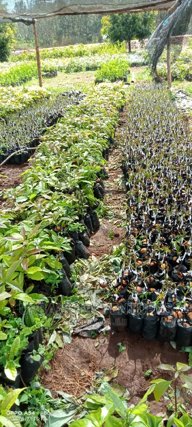 Avocado Seedlings Grafted