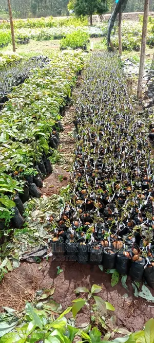 Avocado Seedlings Grafted