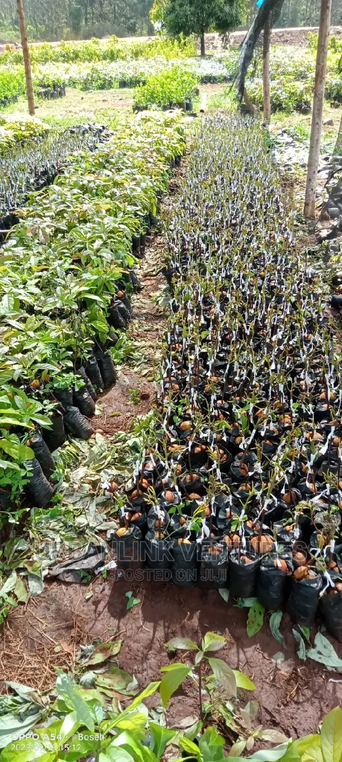 Avocado Seedlings Grafted