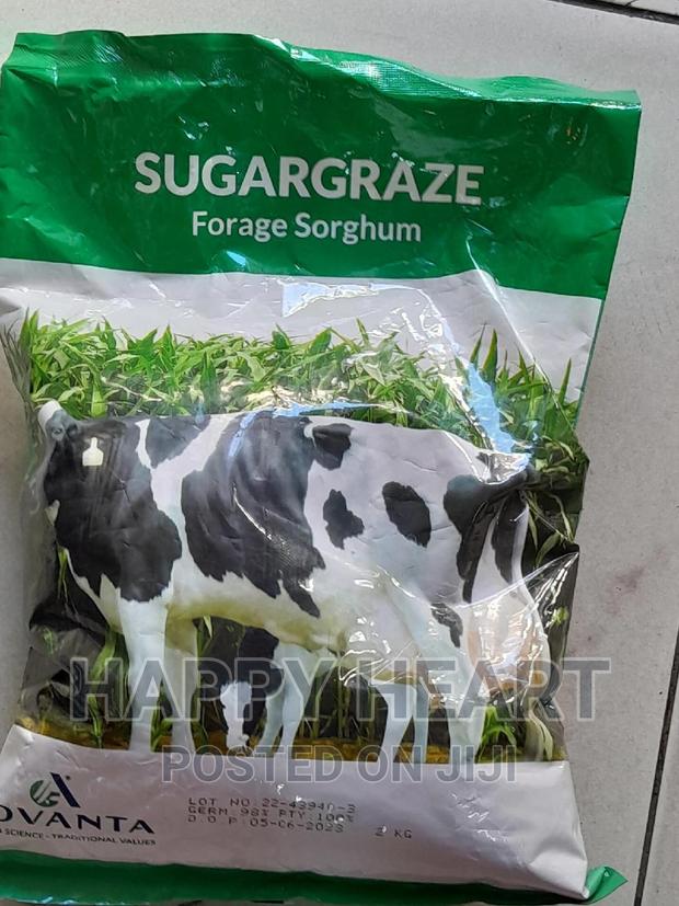 Sugargraze Forage Sorghum 2kg - thumbnail 2