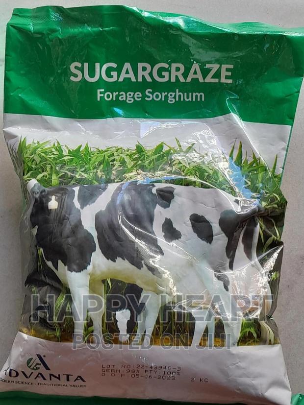 Sugargraze Forage Sorghum 2kg - thumbnail 3