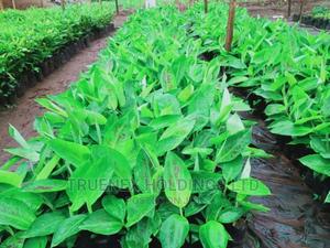 We Sell Banana Seedlings - main view
