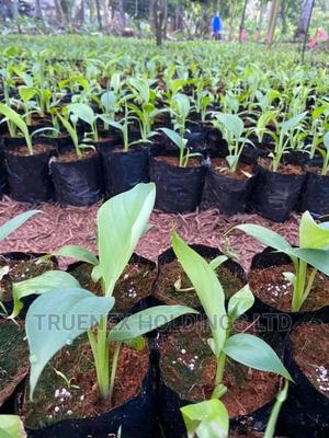 T. C Banana Seedlings Sell. - main view