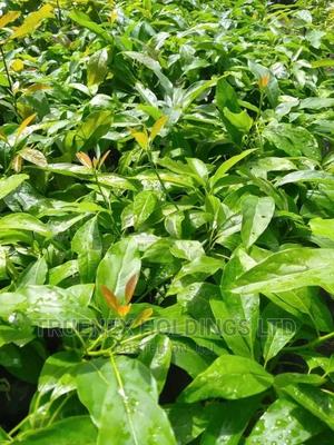 Hass Avacado Seedlings - main view