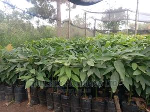 Quality Avacado Seedlings - main view