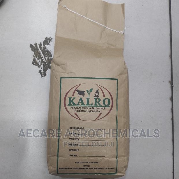 Yellow Beans Seeds 2kg (Kalro) KAT B1
