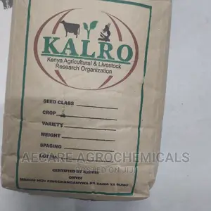 Yellow Beans Seeds 2kg (Kalro) KAT B1