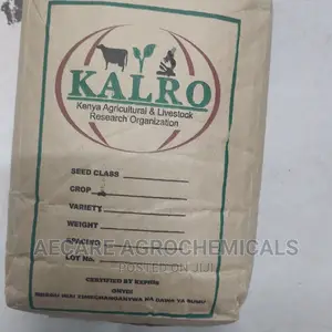 Yellow Beans Seeds 2kg (Kalro) KAT B1
